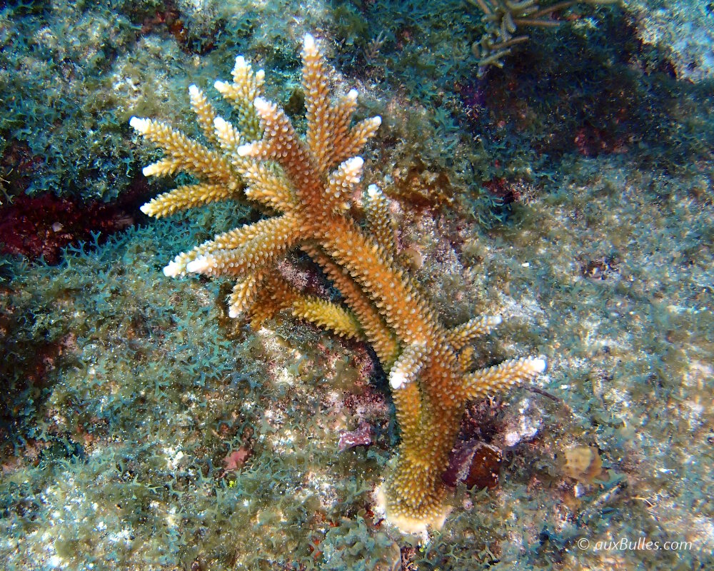 Le corail corne de cerf  (Acropora cervicornis)