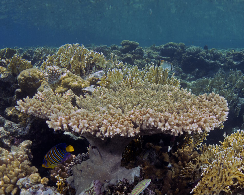 Le corail pharaon (Acropora parapharaonis)