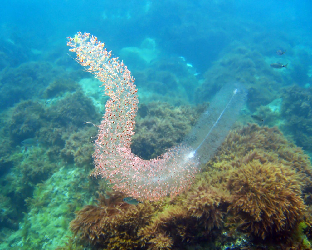 Le grand siphonophore (Forskalia edwardsii) | Cnidaires | Vie marine