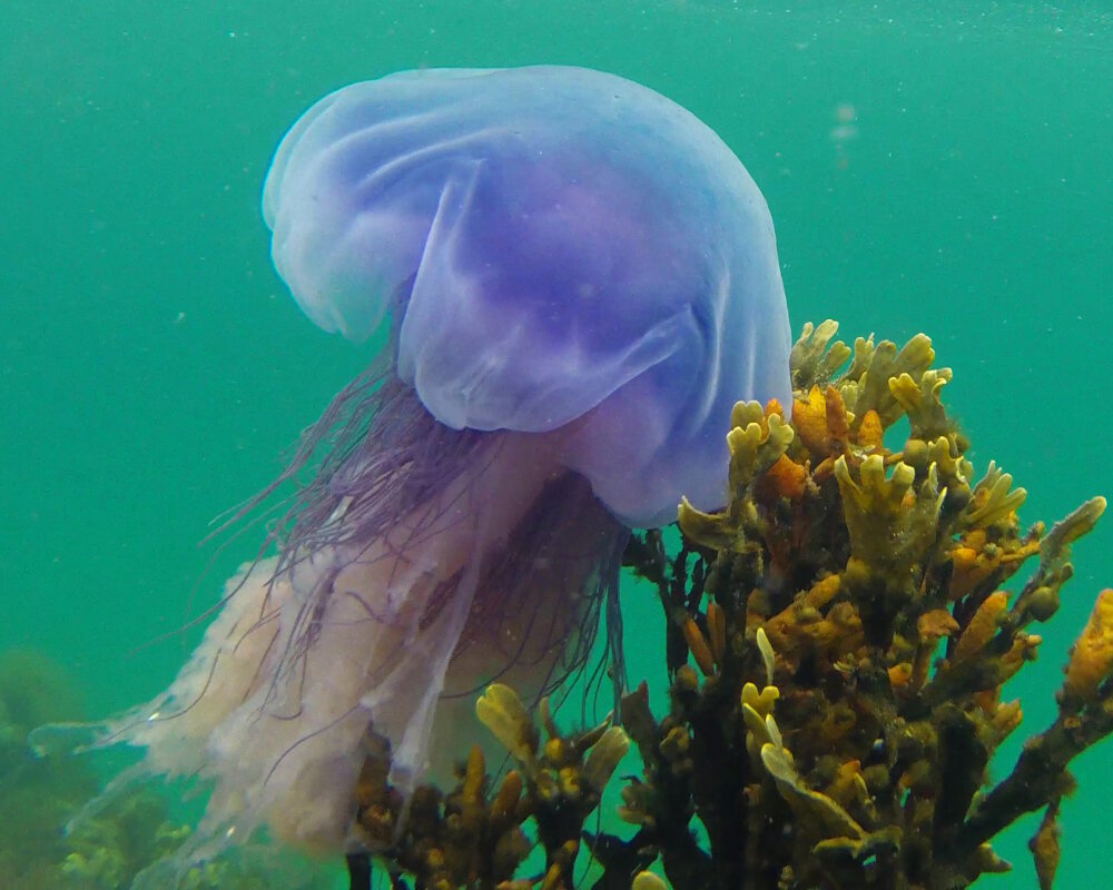 La méduse cyanée bleue (Cyanea lamarckii)