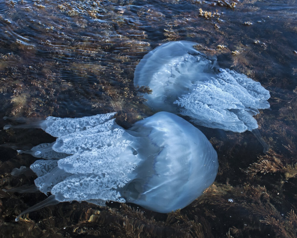 La méduse de mer mosaïque (Catostylus mosaicus)