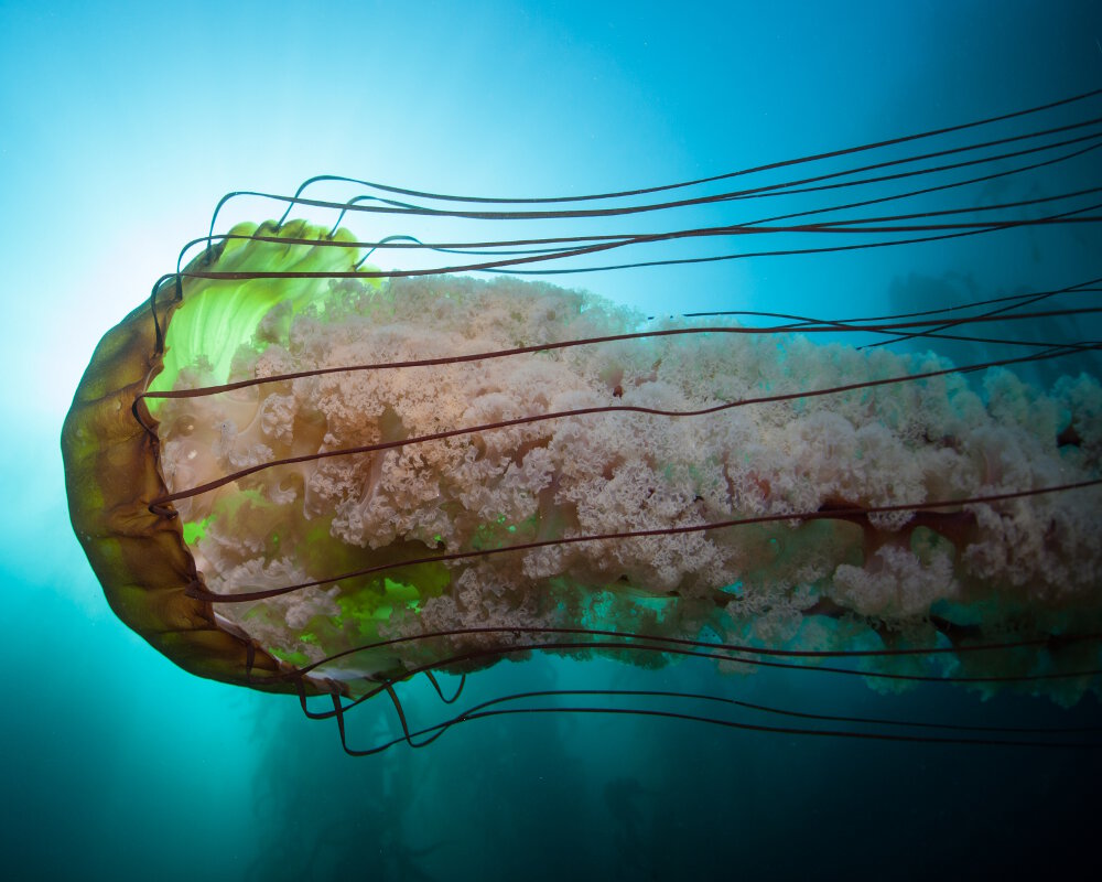 La méduse dorée (Chrysaora fuscescens)