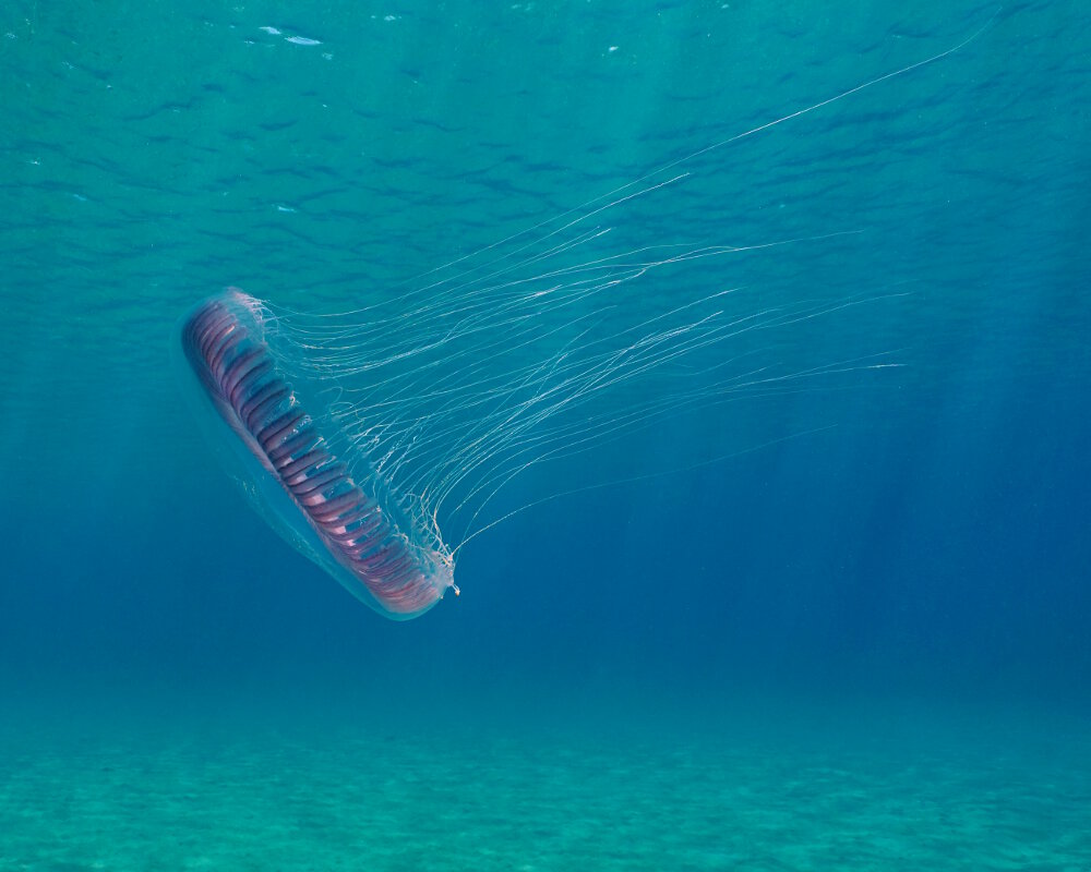 The many-ribbed jellyfish (Aequorea forskalea)