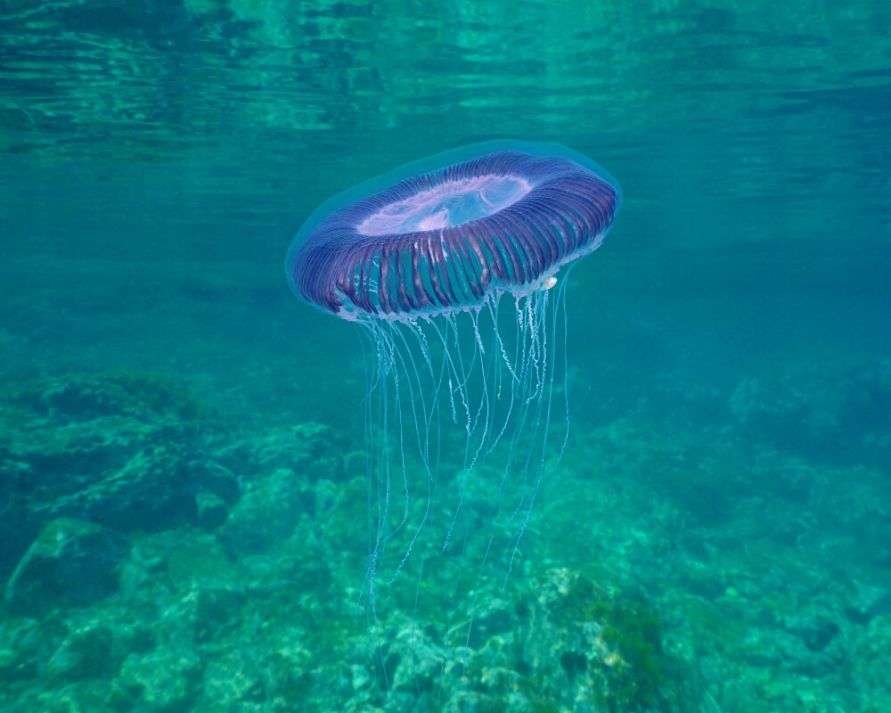 The many-ribbed jellyfish (Aequorea forskalea)