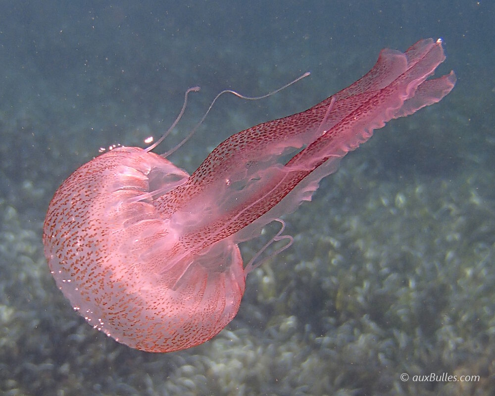 The body of the purple striped jellyfish with its bell and four distinct oral arms