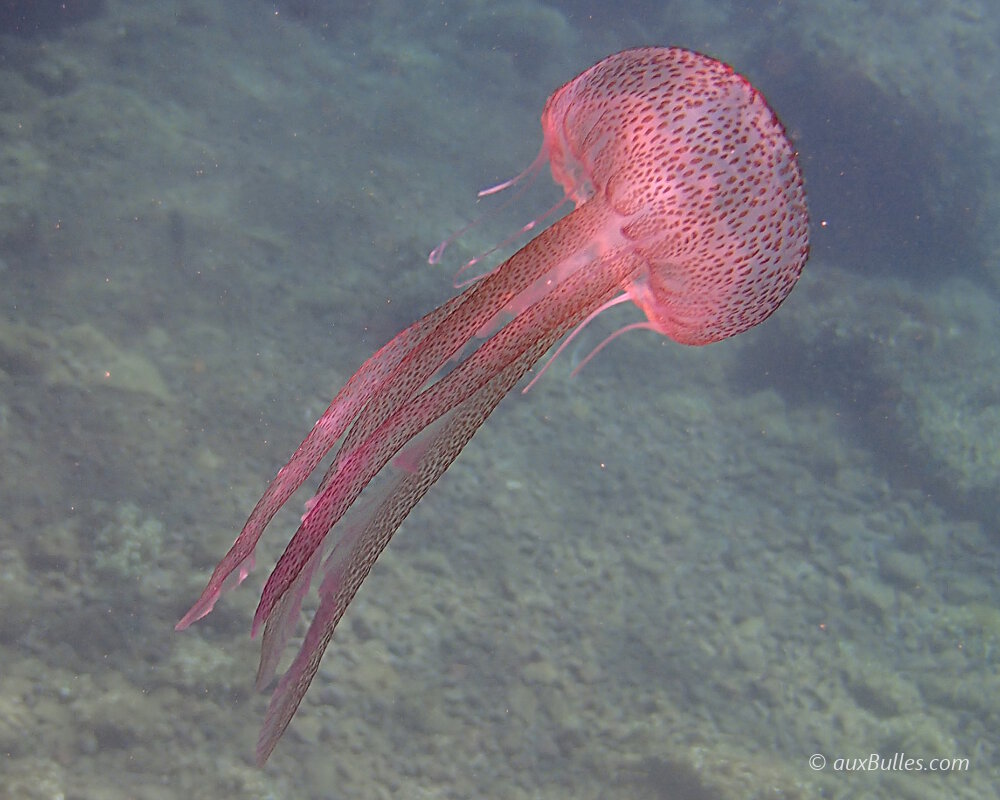 The stinging tentacles of the purple striped jellyfish are particularly thin and number eight, lining the bell