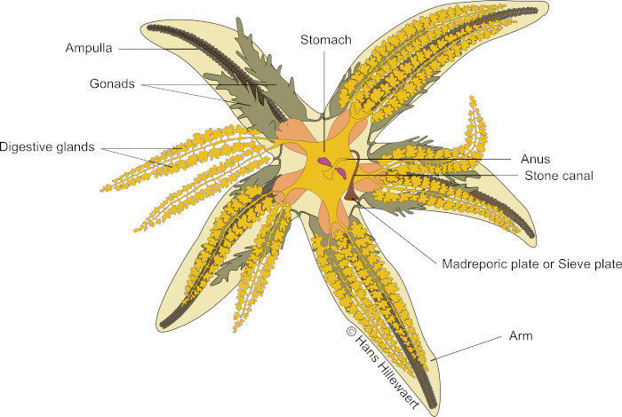 Anatomy of the common sea star