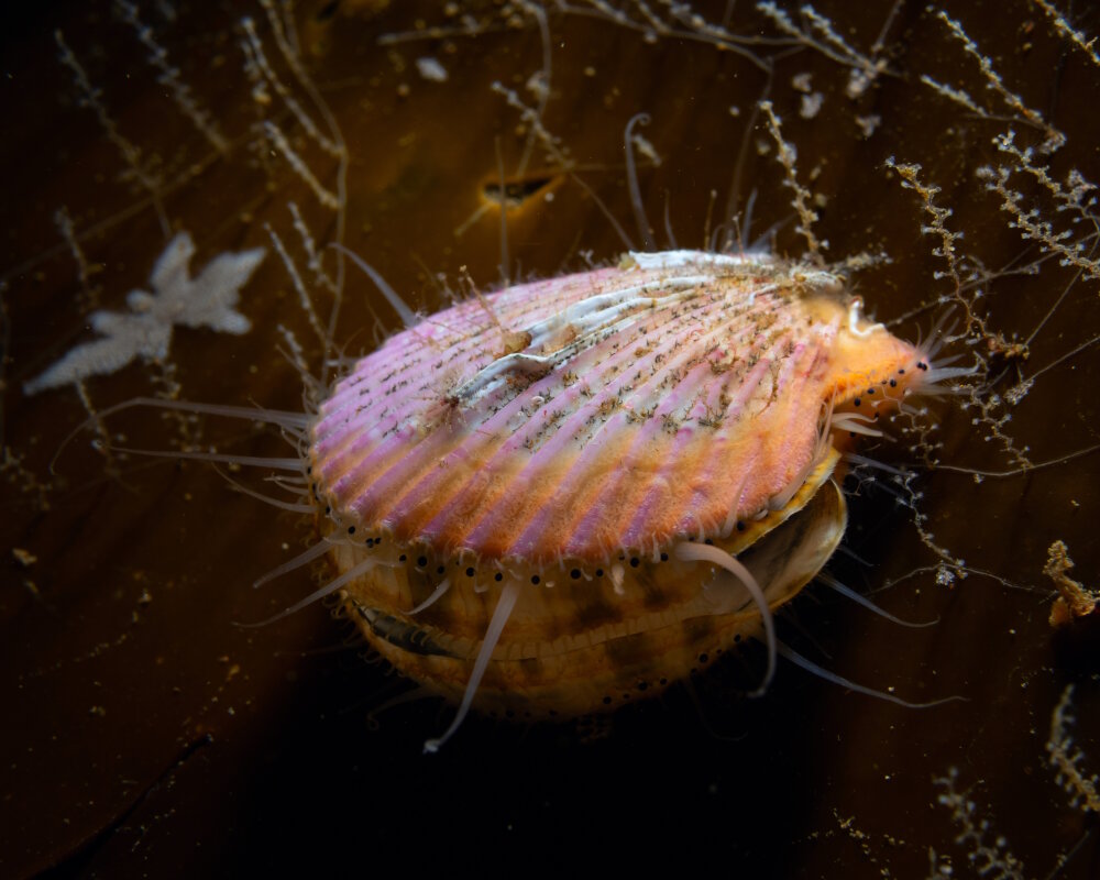 La coquille Saint-Jacques (Pecten maximus)