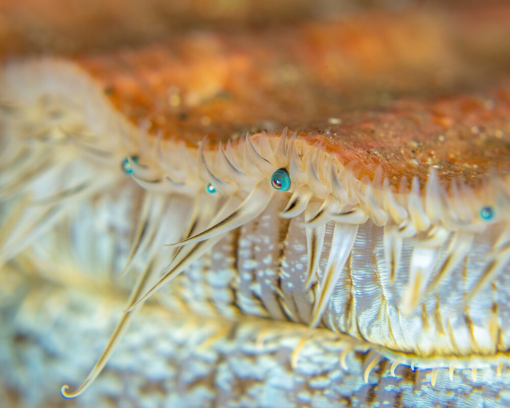 La coquille Saint-Jacques (Pecten maximus)