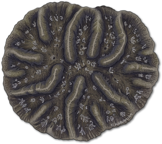 The ridged cactus coral (Mycetophyllia lamarckiana)