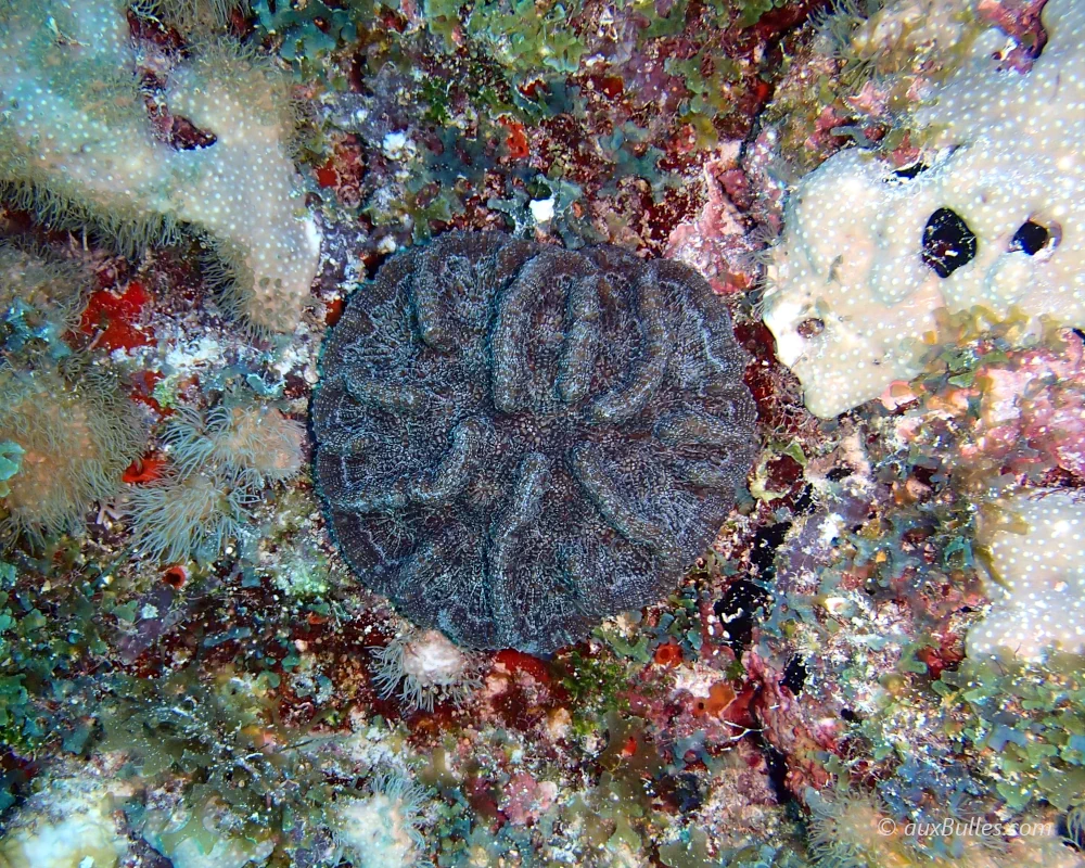 The ridged cactus coral forms a disk-shaped colony marked by fleshy ridges and winding grooves