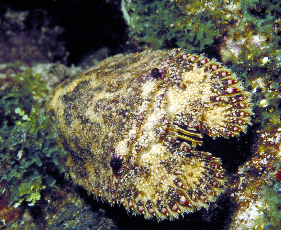 La cigale de mer chambre (Scyllarides nodifer)