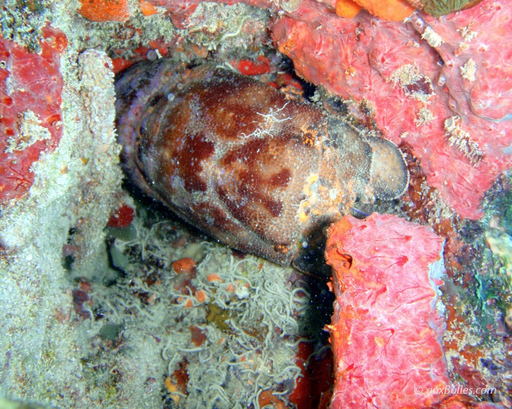 La cigale de mer marie-carogne (Scyllarides aequinoctialis) La cigale de mer marie-carogne (Scyllarides aequinoctialis)