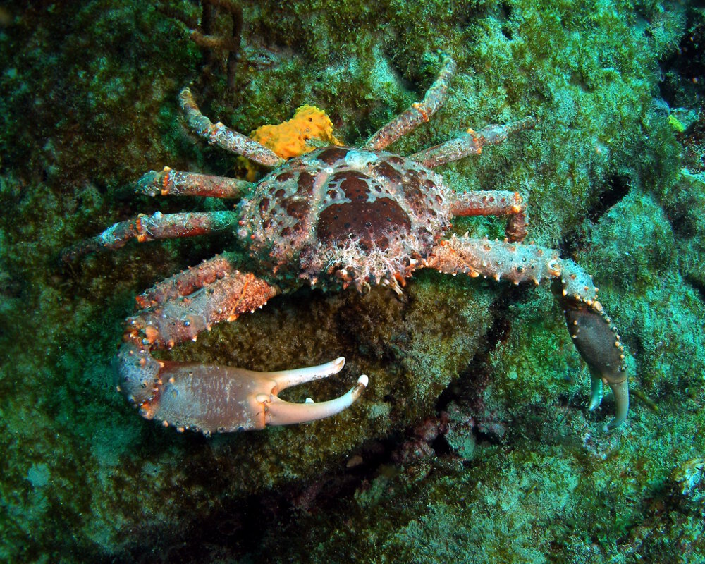 The channel clinging crab (Maguimithrax spinosissimus)