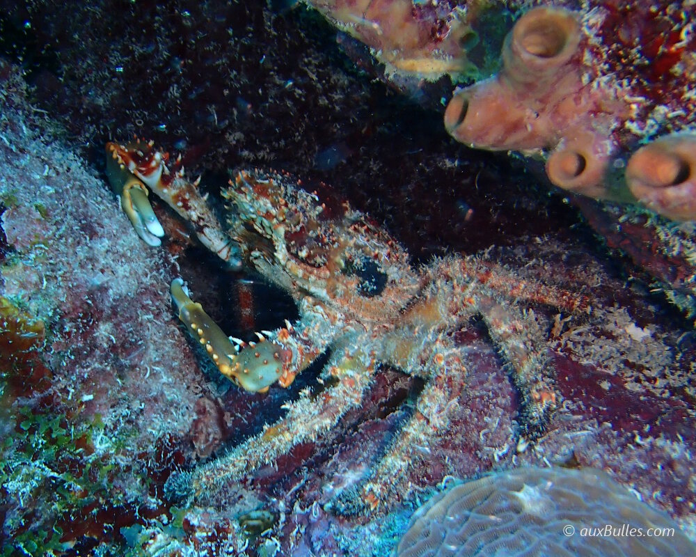 The channel clinging crab (Maguimithrax spinosissimus)