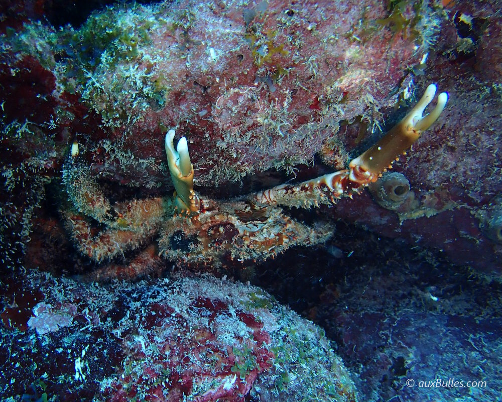 The channel clinging crab (Maguimithrax spinosissimus) | Crustaceans ...