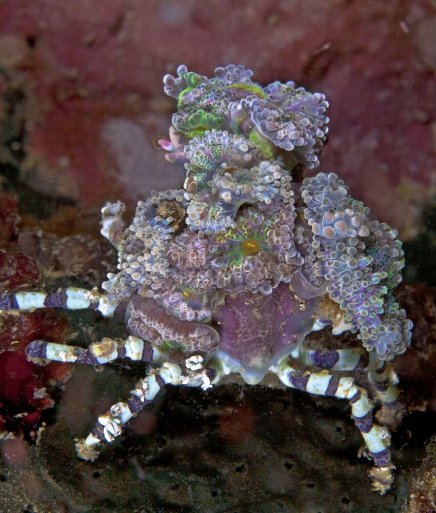 Le crabe araignée décorateur (Cyclocoeloma tuberculata)