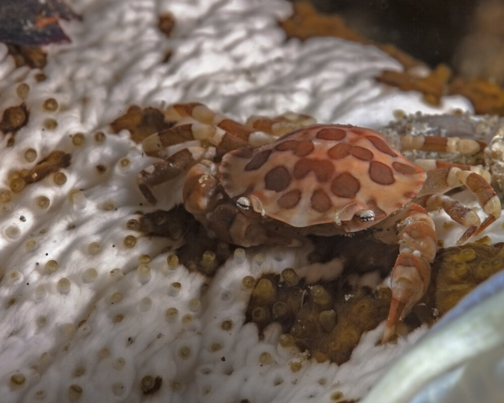 Le crabe arlequin (Lissocarcinus orbicularis) sur un concombre de mer léopard