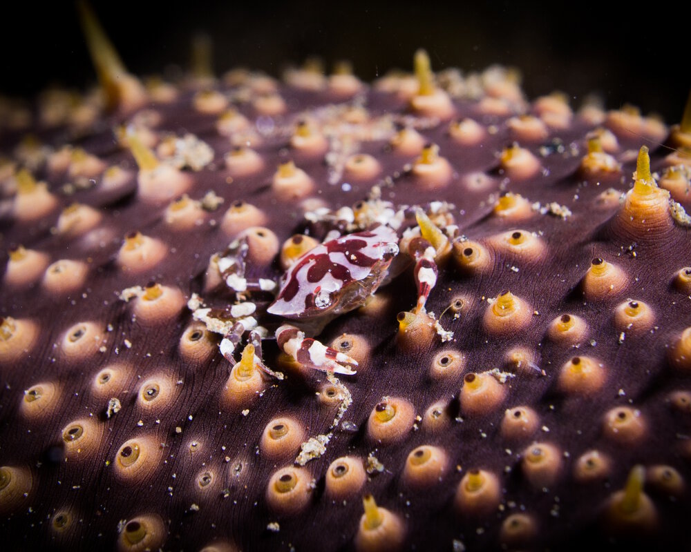 Le crabe arlequin (Lissocarcinus orbicularis)