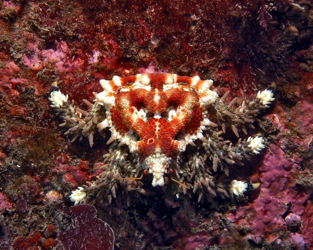 Le crabe coeur (Phyllolithodes papillosus)