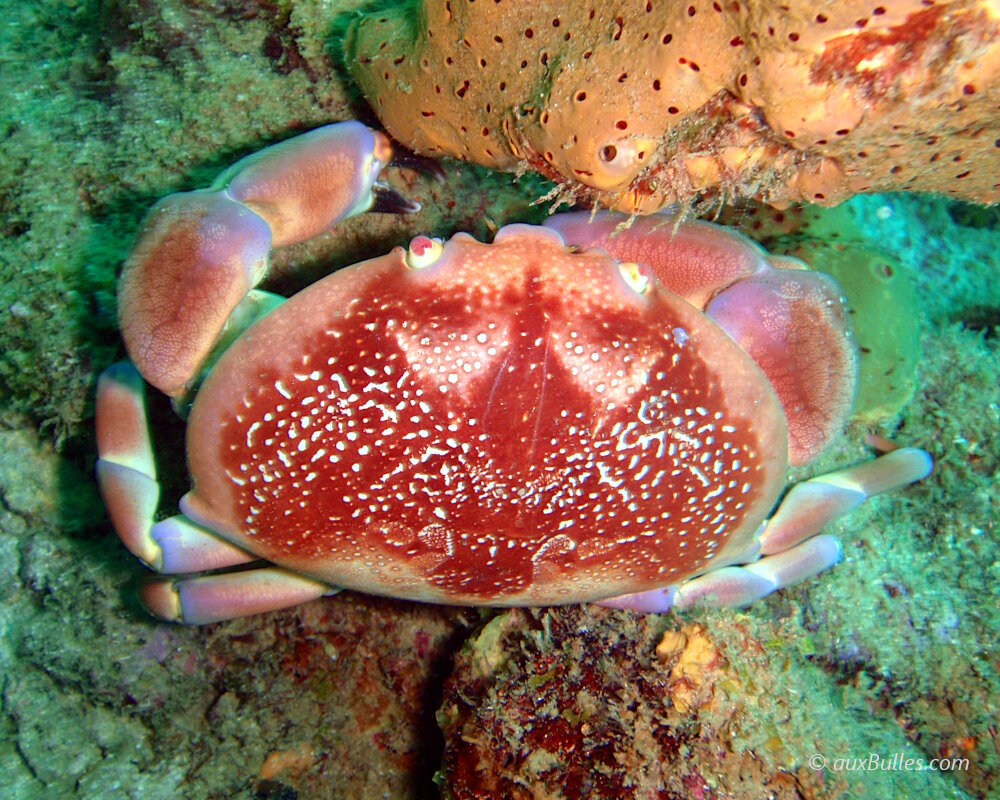Le crabe corail présente une coloration vive caractéristique qui varie du rouge, à l'orange voire au rose avec des taches blanchâtres à crème