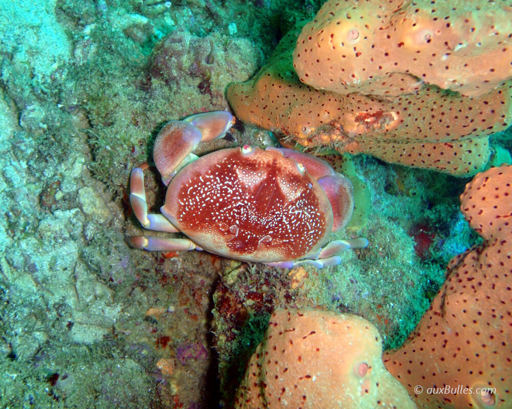 Le crabe corail (Carpilius corallinus)