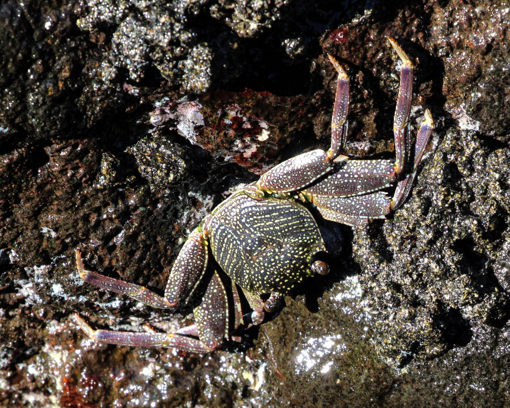 Le crabe coureur commun (Grapsus tenuicrustatus)