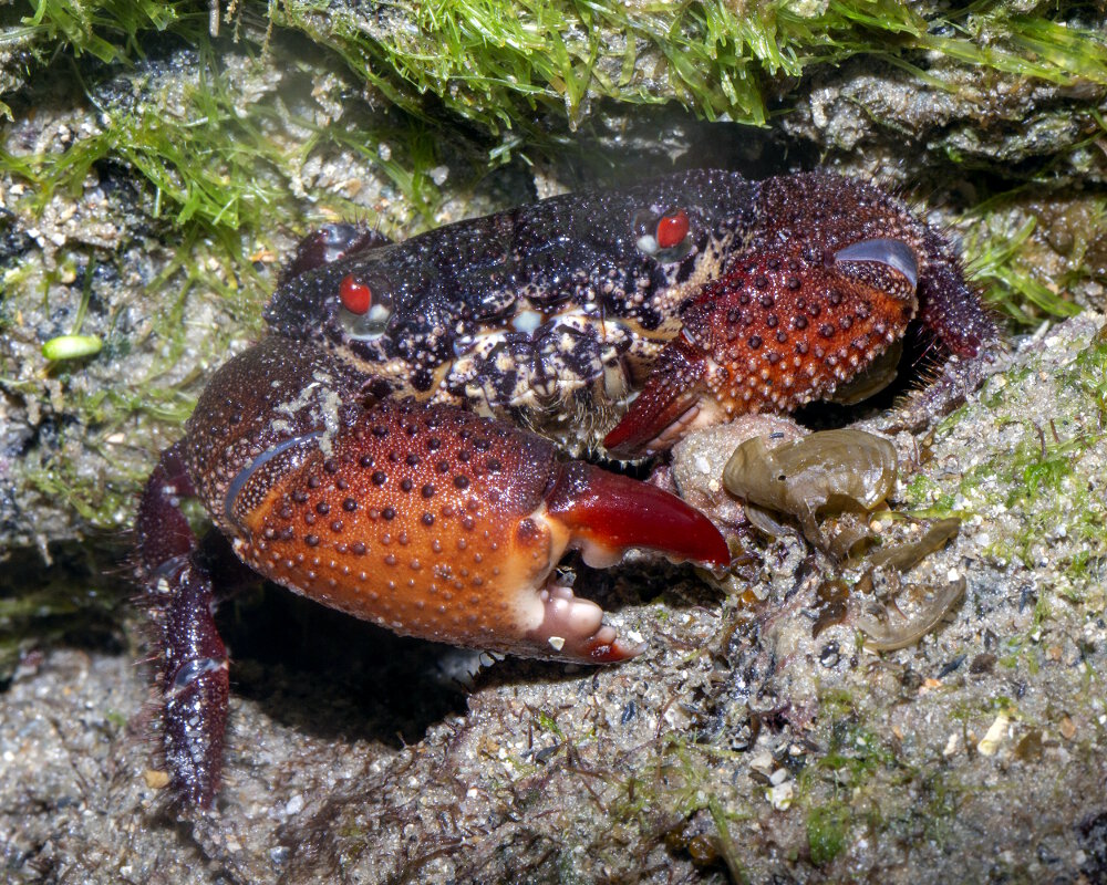 Le crabe de récif aux yeux rouge (Eriphia ferox)
