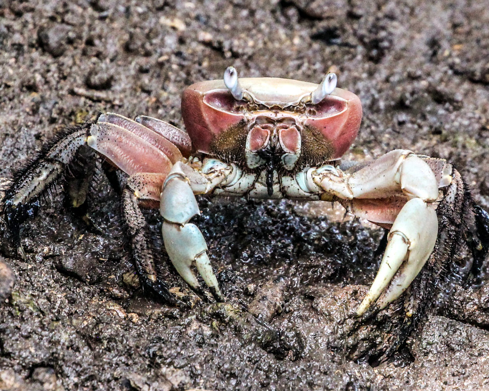 Le crabe des cocotiers (Birgus latro)