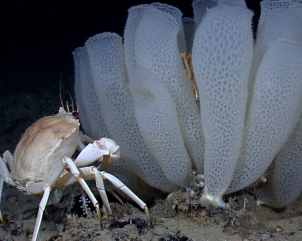 Le crabe doré de profondeur du Golfe du Mexique (Chaceon fenneri)