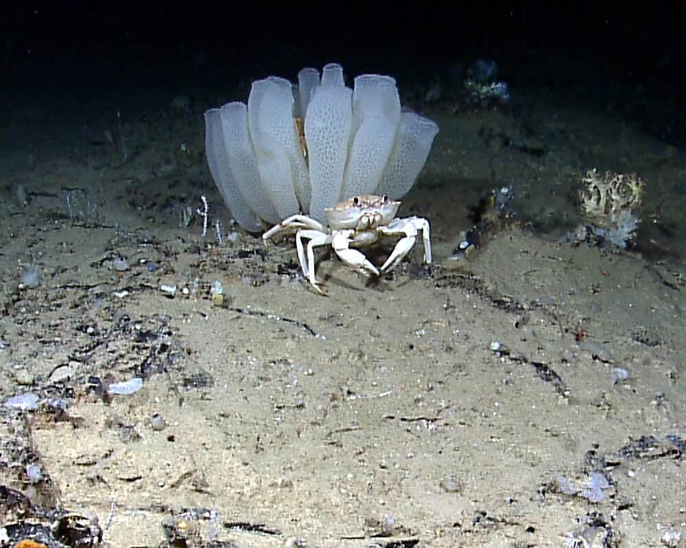 Le Crabe Doré De Profondeur Du Golfe Du Mexique (Chaceon Fenneri ...