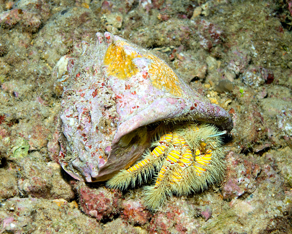 Le crabe ermite jaune poilu (Aniculus maximus)
