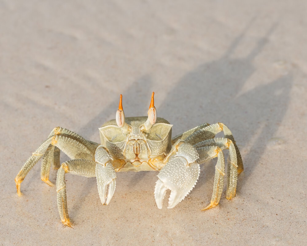 Le crabe fantôme aux yeux cornus (Ocypode ceratophthalmus)