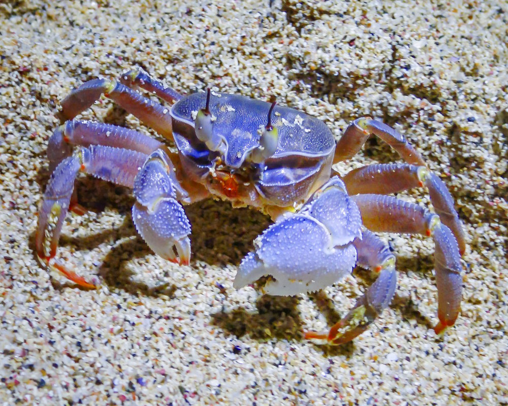 Le crabe fantôme de mer Rouge (Ocypode saratan)