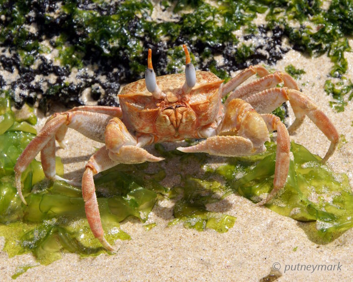 Le crabe fantôme (Ocypode gaudichaudii)