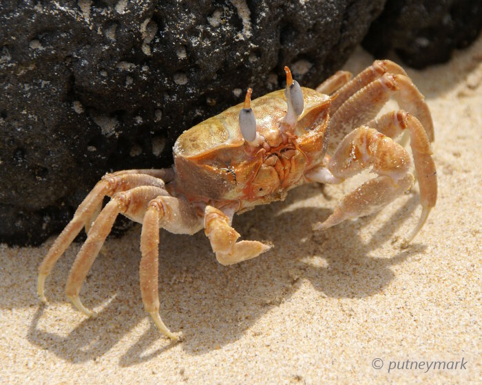 Le crabe fantôme (Ocypode gaudichaudii)