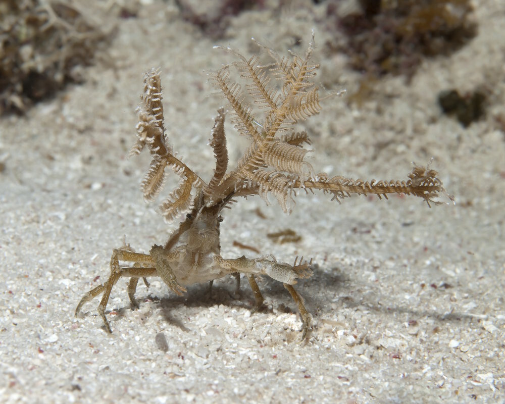Le crabe flêche décorateur (Hyastenus bispinosus)