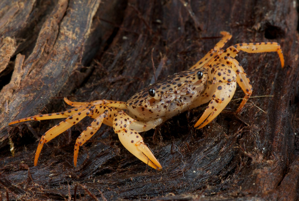 Le crabe panthère (Parathelphusa pantherina)