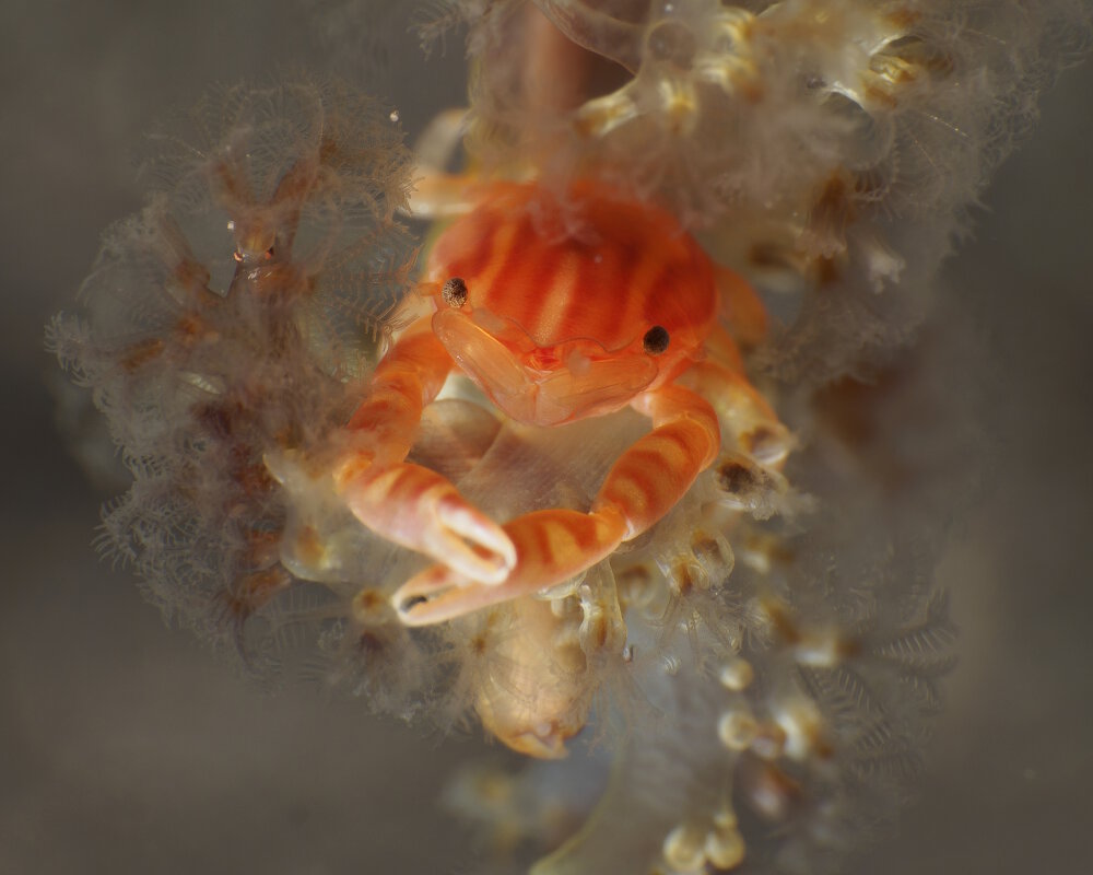 Le crabe porcelaine de Haig (Porcellanella haigae)