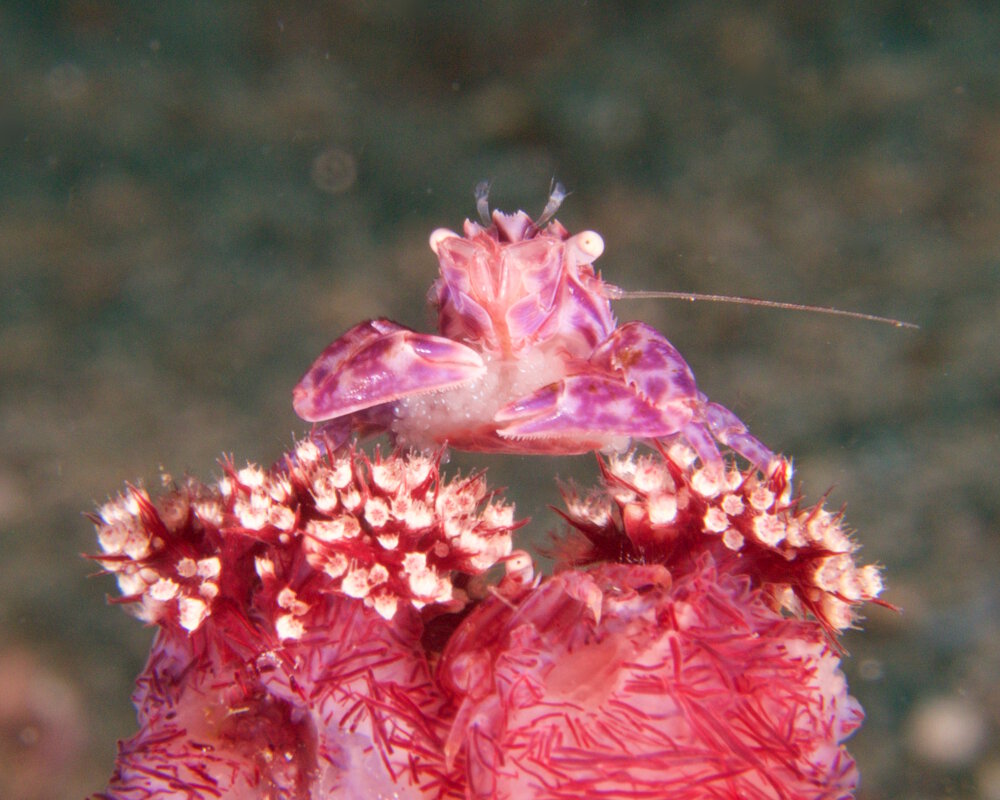 Le crabe porcelaine des coraux mous (Lissoporcellana nakasonei)