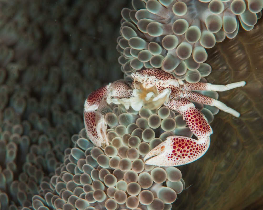 Le crabe porcelaine (Neopetrolisthes maculatus)