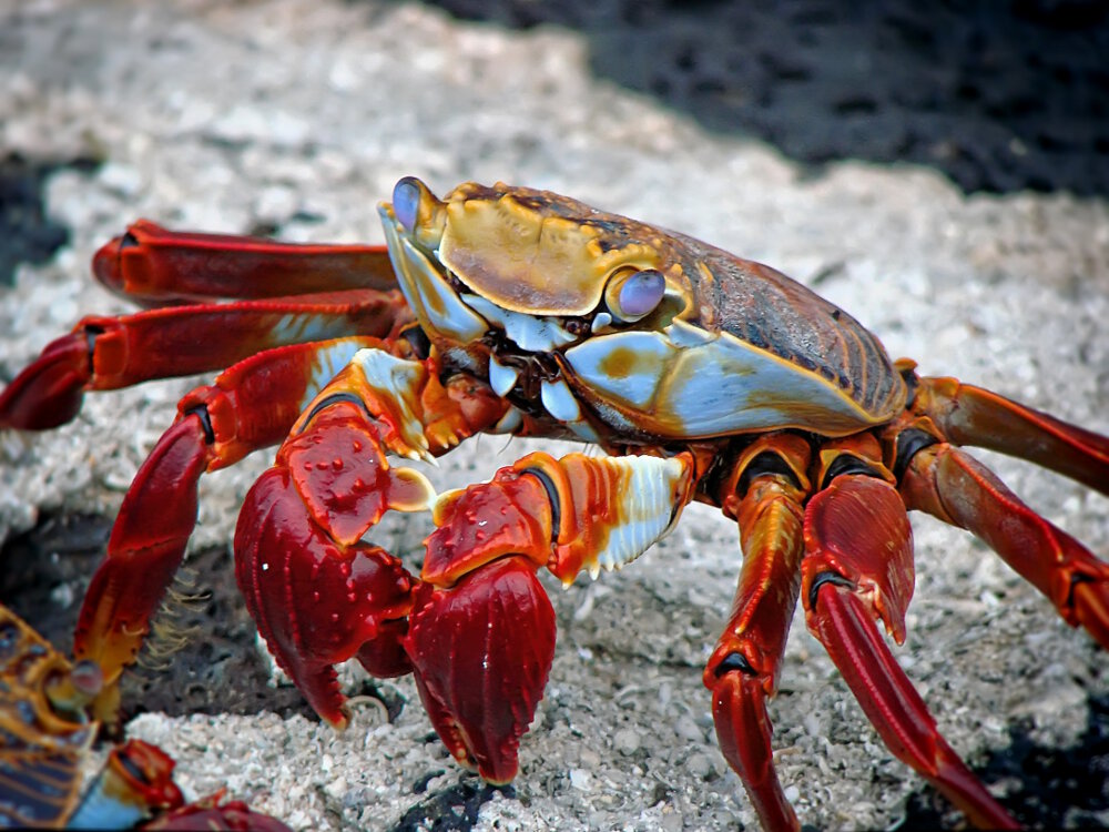 Le crabe rouge des Galapagos<br/>Le crabe zagaya (Grapsus grapsus)