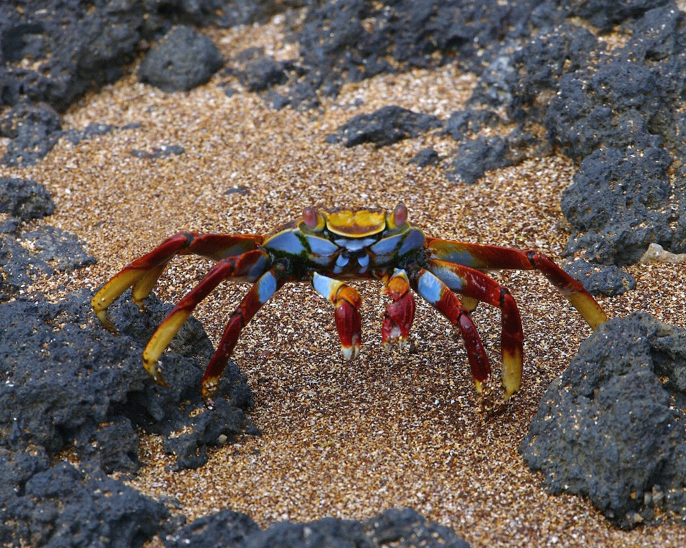 Le crabe rouge des Galapagos<br/>Le crabe zagaya (Grapsus grapsus)