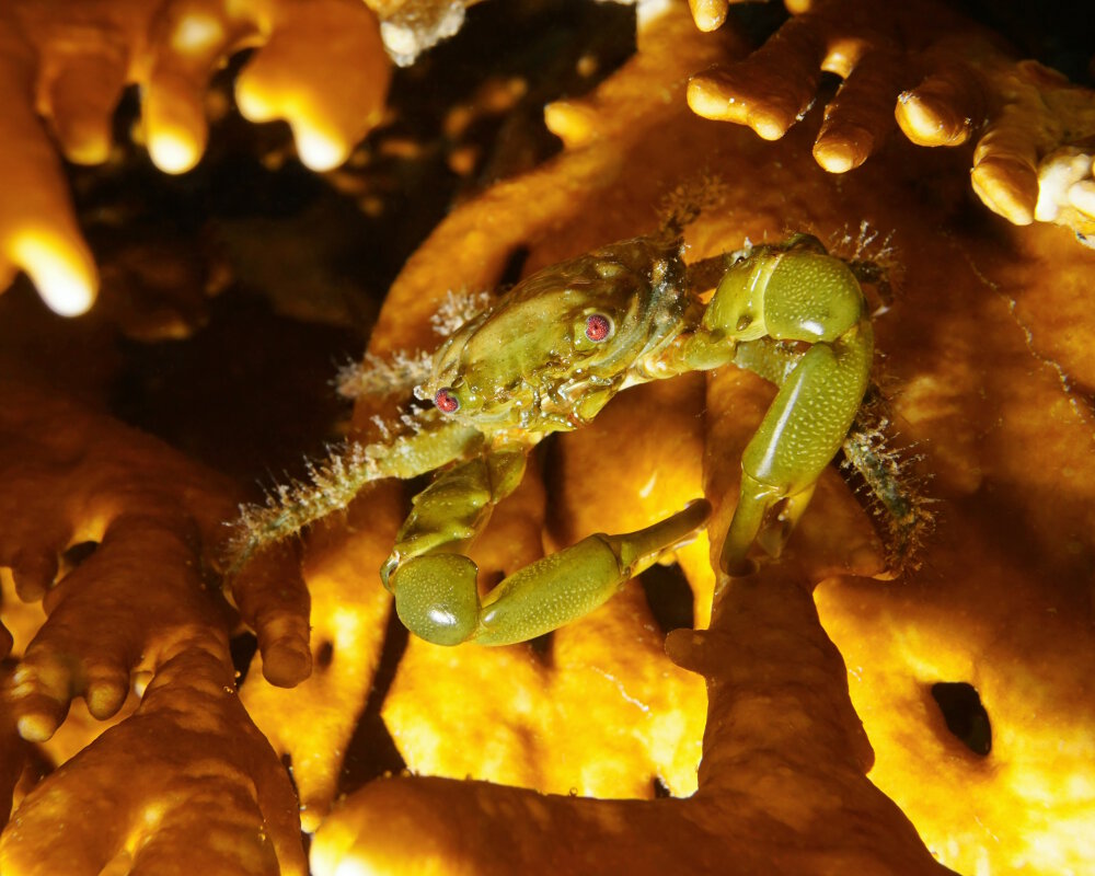 Le crabe vert émeraude (Mithraculus sculptus)