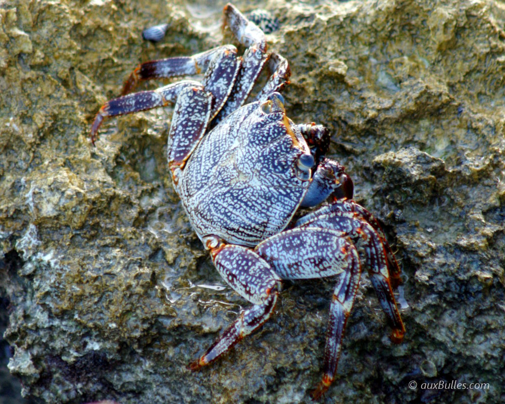 Un jeune crabe zagaya (Grapsus grapsus)