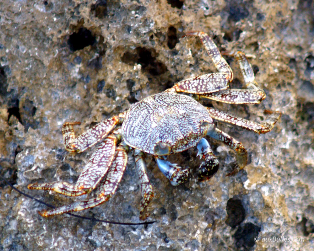 Un jeune crabe zagaya (Grapsus grapsus)