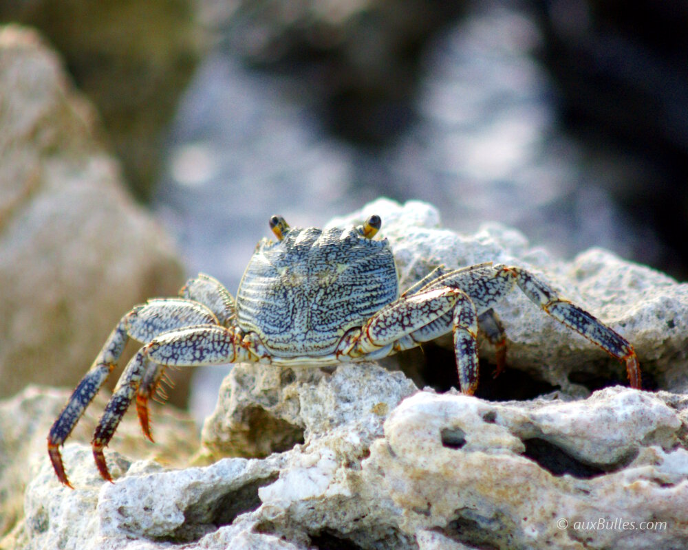 Un jeune crabe zagaya (Grapsus grapsus)