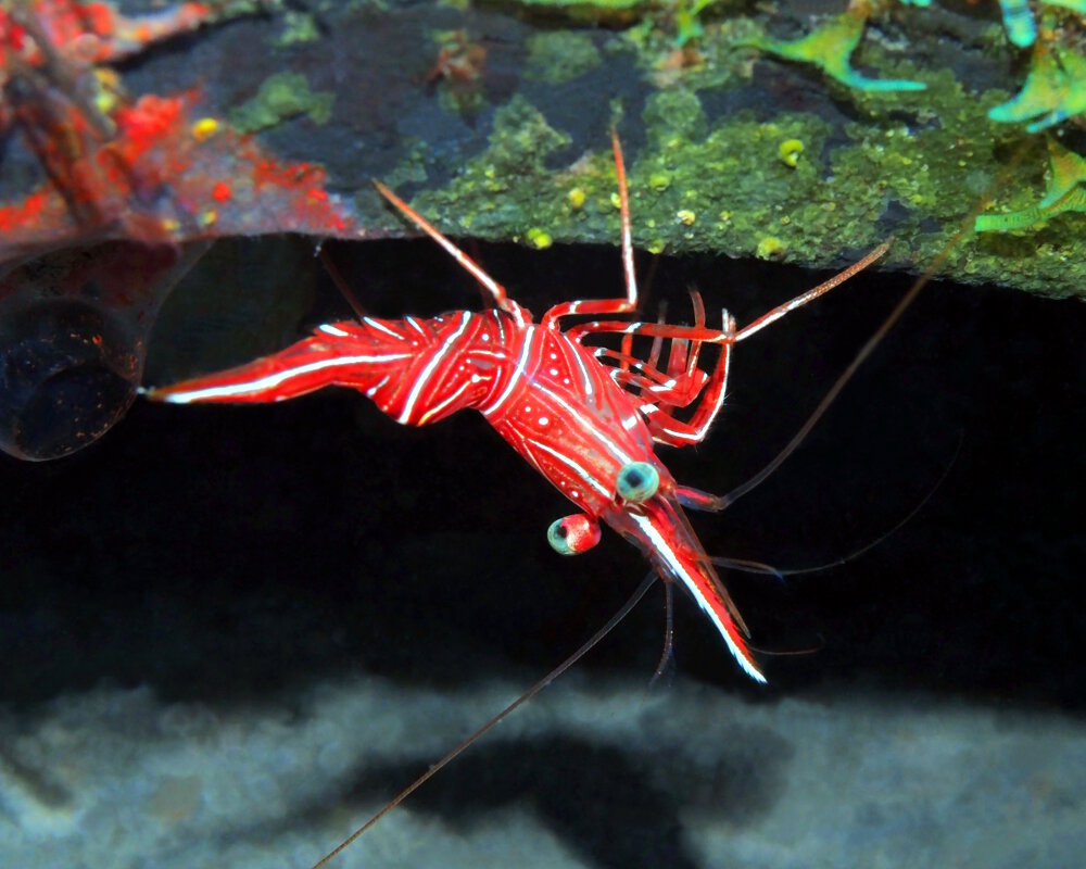 La crevette danseuse de Durban (Rhynchocinetes durbanensis)