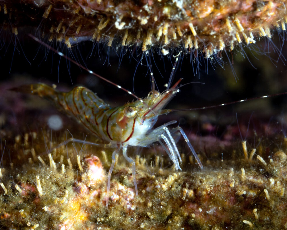 La crevette ésope (Pandalus montagui)