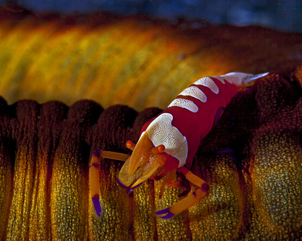 La crevette impériale (Zenopontonia rex)